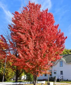 Celebration Maple Tree - Live Plant, 1-2 ft Tall, Quart Pot - Outdoor Shade Tree - Image 7
