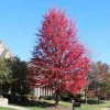 Celebration Maple Tree - Live Plant, 1-2 ft Tall, Quart Pot - Outdoor Shade Tree - Image 1