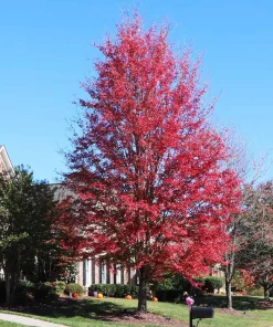 Celebration Maple Tree - Live Plant, 1-2 ft Tall, Quart Pot - Outdoor Shade Tree - Image 1