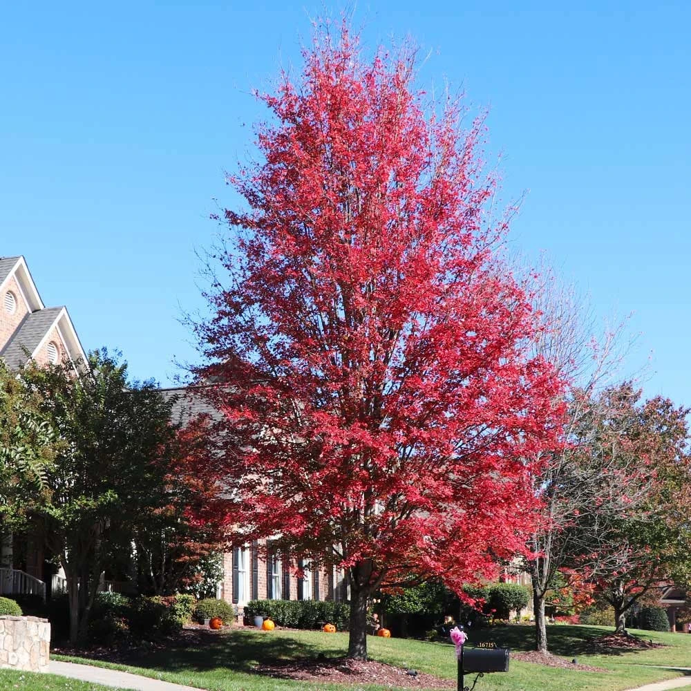 Celebration Maple Tree - Live Plant, 1-2 ft Tall, Quart Pot - Outdoor Shade Tree - Image 1