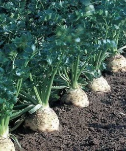 Celeriac Seeds - 100 Heirloom Root Celery Seeds for Garden Planting - Image 2