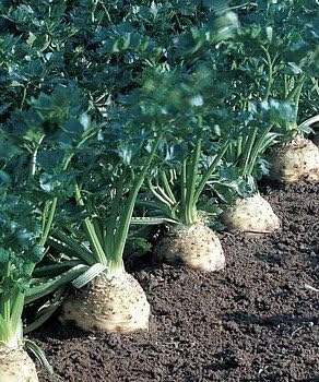 Celeriac Seeds - 100 Heirloom Root Celery Seeds for Garden Planting - Image 2