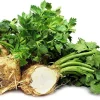 Celeriac Seeds - 100 Heirloom Root Celery Seeds for Garden Planting - Image 1