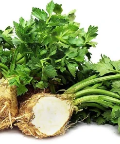 Celeriac Seeds - 100 Heirloom Root Celery Seeds for Garden Planting - Image 1