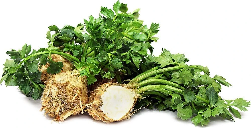 Celeriac Seeds - 100 Heirloom Root Celery Seeds for Garden Planting - Image 1