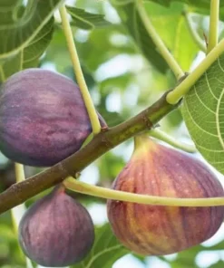Celeste Fig Tree Live Plant – Honey Sugar Fig Seedling – 6-12 inches Tall – Ficus carica – Outdoor Fruit Tree - Image 5