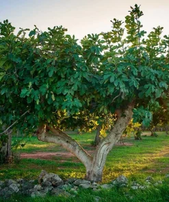 Celeste Fig Tree Live Plant – Honey Sugar Fig Seedling – 6-12 inches Tall – Ficus carica – Outdoor Fruit Tree - Image 7