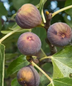 Celeste Fig Tree Live Plant – Honey Sugar Fig Seedling – 6-12 inches Tall – Ficus carica – Outdoor Fruit Tree - Image 8