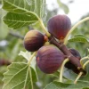 Celeste Fig Tree Live Plant – Honey Sugar Fig Seedling – 6-12 inches Tall – Ficus carica – Outdoor Fruit Tree - Image 1