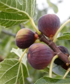 Celeste Fig Tree Live Plant – Honey Sugar Fig Seedling – 6-12 inches Tall – Ficus carica – Outdoor Fruit Tree - Image 1