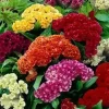 Celosia Cristata Mixed Cockscomb Flower Seeds - Non-GMO Annual - 500 Seeds - Image 1