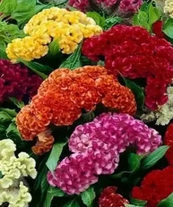 Celosia Cristata Mixed Cockscomb Flower Seeds - Non-GMO Annual - 500 Seeds - Image 1