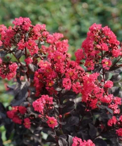 Center Stage Pink Crapemyrtle Live Plant – Lagerstroemia Indica – 4 inch Pot – Outdoor Shrub - Image 1