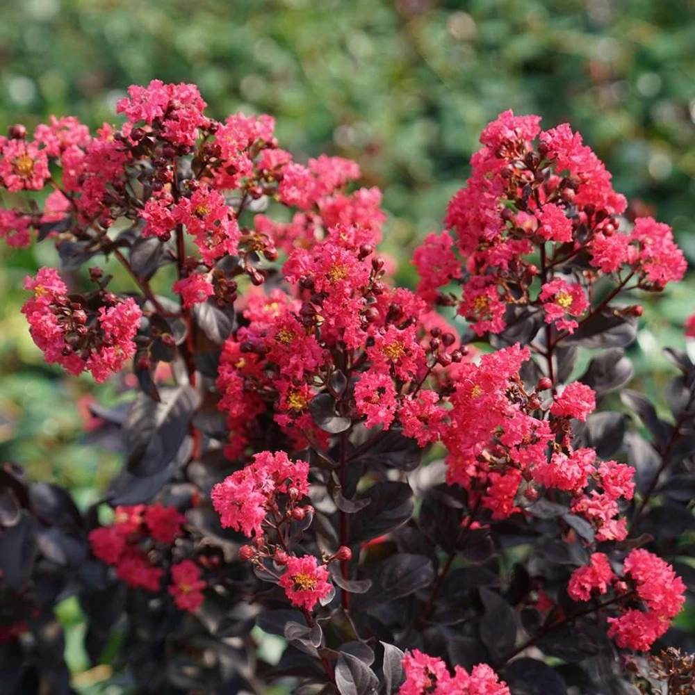 Center Stage Pink Crapemyrtle Live Plant – Lagerstroemia Indica – 4 inch Pot – Outdoor Shrub - Image 1