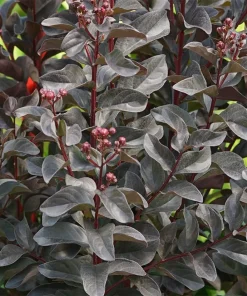 Center Stage Pink Crapemyrtle Live Plant – Lagerstroemia Indica – 4 inch Pot – Outdoor Shrub - Image 2