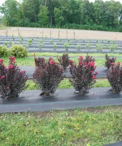 Center Stage Pink Crapemyrtle Live Plant – Lagerstroemia Indica – 4 inch Pot – Outdoor Shrub - Image 3