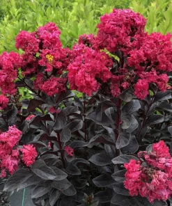 Center Stage Pink Crapemyrtle Live Plant – Lagerstroemia Indica – 4 inch Pot – Outdoor Shrub - Image 4