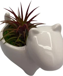 Ceramic Dog Planter with Live Air Plant Tillandsia, 2.5" Pot, Indoor Decor - Image 2