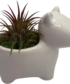 Ceramic Dog Planter with Live Air Plant Tillandsia, 2.5