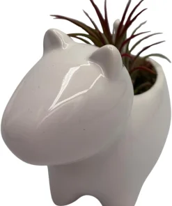 Ceramic Dog Planter with Live Air Plant Tillandsia, 2.5