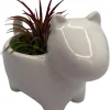 Ceramic Dog Planter with Live Air Plant Tillandsia, 2.5" Pot, Indoor Decor - Image 1