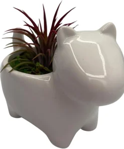 Ceramic Dog Planter with Live Air Plant Tillandsia, 2.5