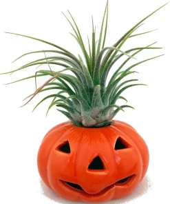 Ceramic Pumpkin Planter with Live Air Plant Tillandsia - Indoor Decor, 4 Inches Tall - Image 2
