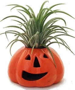 Ceramic Pumpkin Planter with Live Air Plant Tillandsia - Indoor Decor, 4 Inches Tall - Image 3