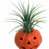 Ceramic Pumpkin Planter with Live Air Plant Tillandsia - Indoor Decor, 4 Inches Tall - Image 1