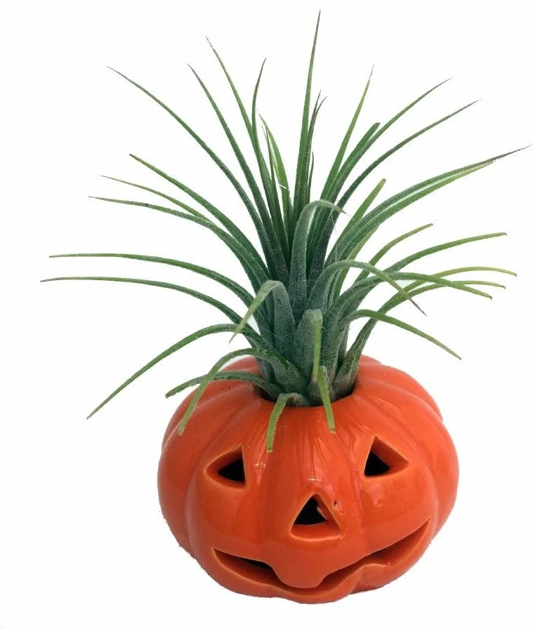 Ceramic Pumpkin Planter with Live Air Plant Tillandsia - Indoor Decor, 4 Inches Tall - Image 1