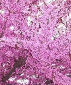 Cercis Occidentalis Western Redbud Tree Seeds - 25 Cold Hardy Flowering Shrub Seeds for Outdoor Planting - Image 2