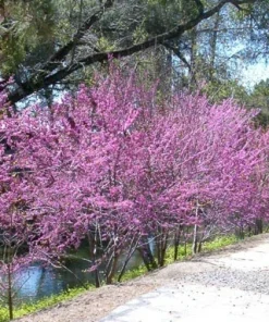 Cercis Occidentalis Western Redbud Tree Seeds - 25 Cold Hardy Flowering Shrub Seeds for Outdoor Planting - Image 3