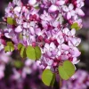 Cercis Occidentalis Western Redbud Tree Seeds - 25 Cold Hardy Flowering Shrub Seeds for Outdoor Planting - Image 1