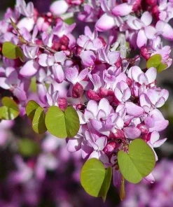 Cercis Occidentalis Western Redbud Tree Seeds - 25 Cold Hardy Flowering Shrub Seeds for Outdoor Planting - Image 1