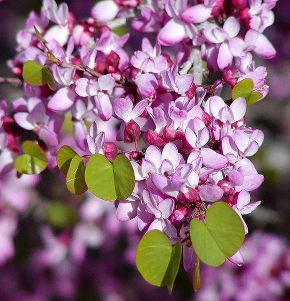 Cercis Occidentalis Western Redbud Tree Seeds - 25 Cold Hardy Flowering Shrub Seeds for Outdoor Planting - Image 1