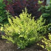 Cesky Gold Dwarf Birch Live Plant – Golden Yellow Foliage – 4" Pot – Outdoor Shrub - Image 1