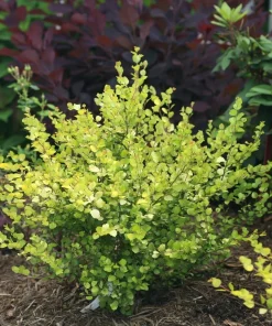 Cesky Gold Dwarf Birch Live Plant – Golden Yellow Foliage – 4