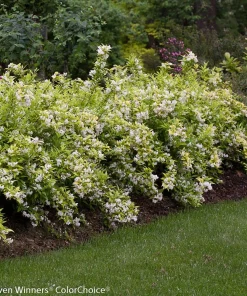 Chardonnay Pearls Deutzia gracilis 'Duncan' Live Plant – 4" Pot – Outdoor Shrub - Image 2