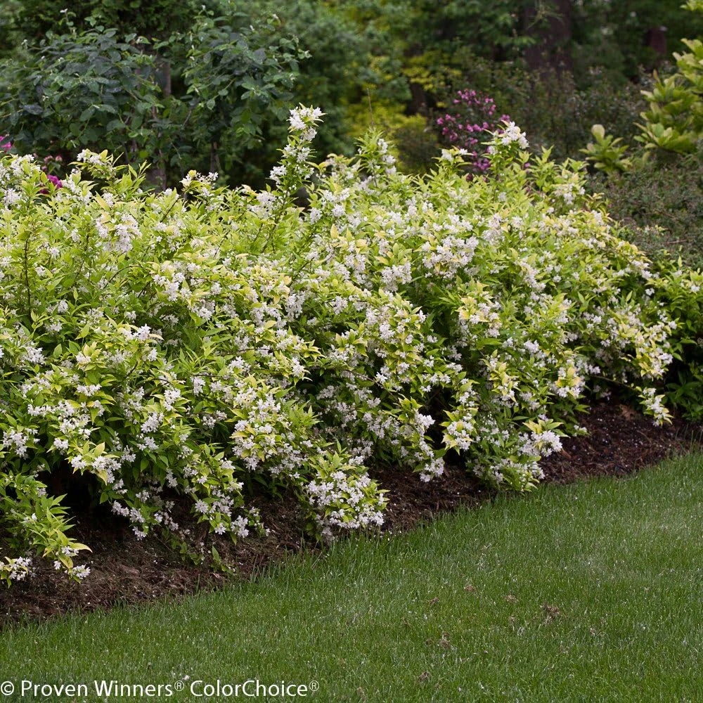 Chardonnay Pearls Deutzia gracilis 'Duncan' Live Plant – 4" Pot – Outdoor Shrub - Image 2