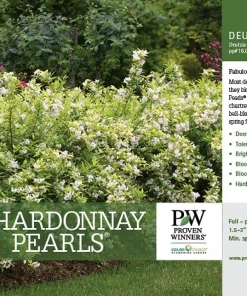 Chardonnay Pearls Deutzia gracilis 'Duncan' Live Plant – 4