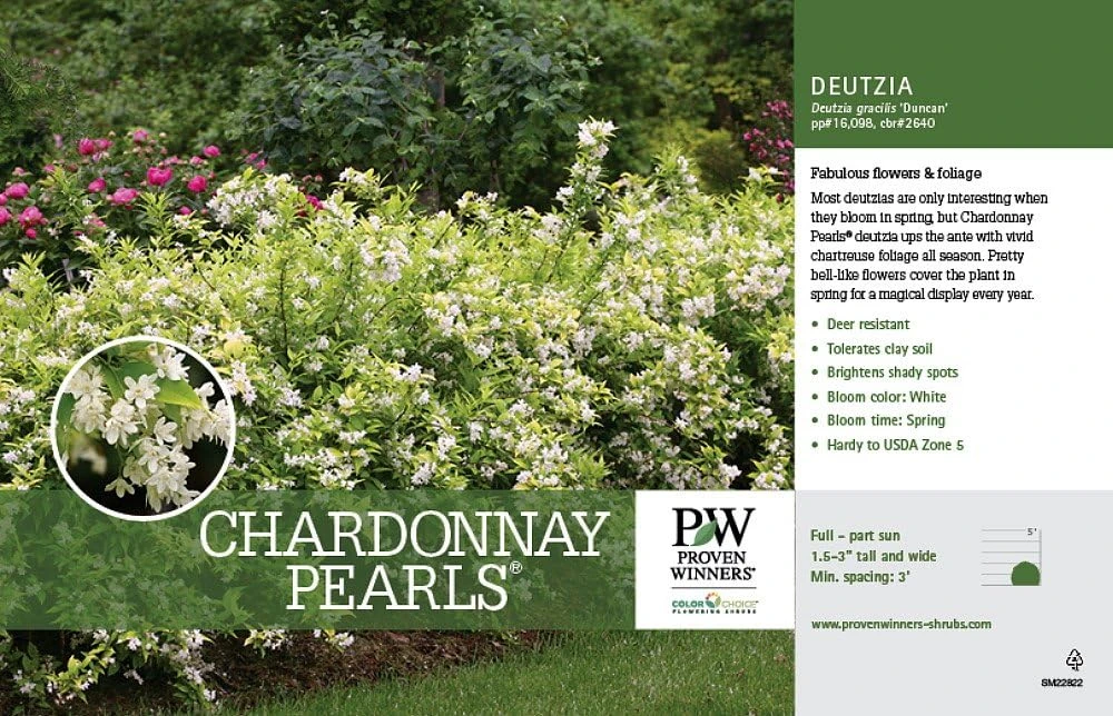 Chardonnay Pearls Deutzia gracilis 'Duncan' Live Plant – 4" Pot – Outdoor Shrub - Image 3
