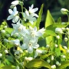 Chardonnay Pearls Deutzia gracilis 'Duncan' Live Plant – 4" Pot – Outdoor Shrub - Image 1