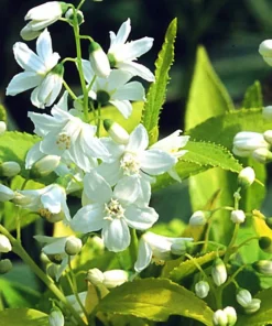 Chardonnay Pearls Deutzia gracilis 'Duncan' Live Plant – 4