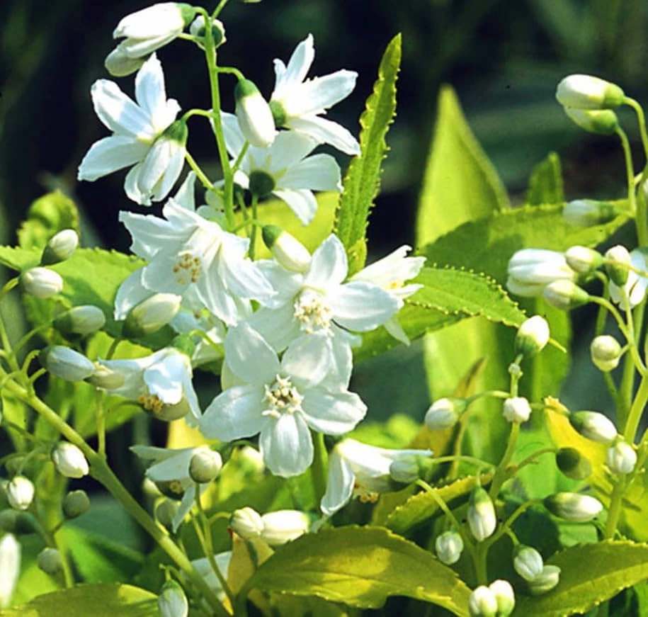 Chardonnay Pearls Deutzia gracilis 'Duncan' Live Plant – 4" Pot – Outdoor Shrub - Image 1
