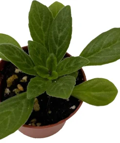 Charley Asian Violet Primulina Live Plant - 2.5 inch Pot - Indoor Flowering - Image 2