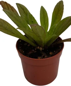 Charley Asian Violet Primulina Live Plant - 2.5 inch Pot - Indoor Flowering - Image 3