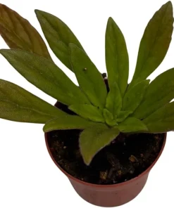 Charley Asian Violet Primulina Live Plant - 2.5 inch Pot - Indoor Flowering - Image 4