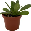Charley Asian Violet Primulina Live Plant - 2.5 inch Pot - Indoor Flowering - Image 1