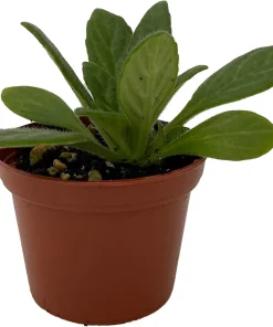 Charley Asian Violet Primulina Live Plant - 2.5 inch Pot - Indoor Flowering - Image 1