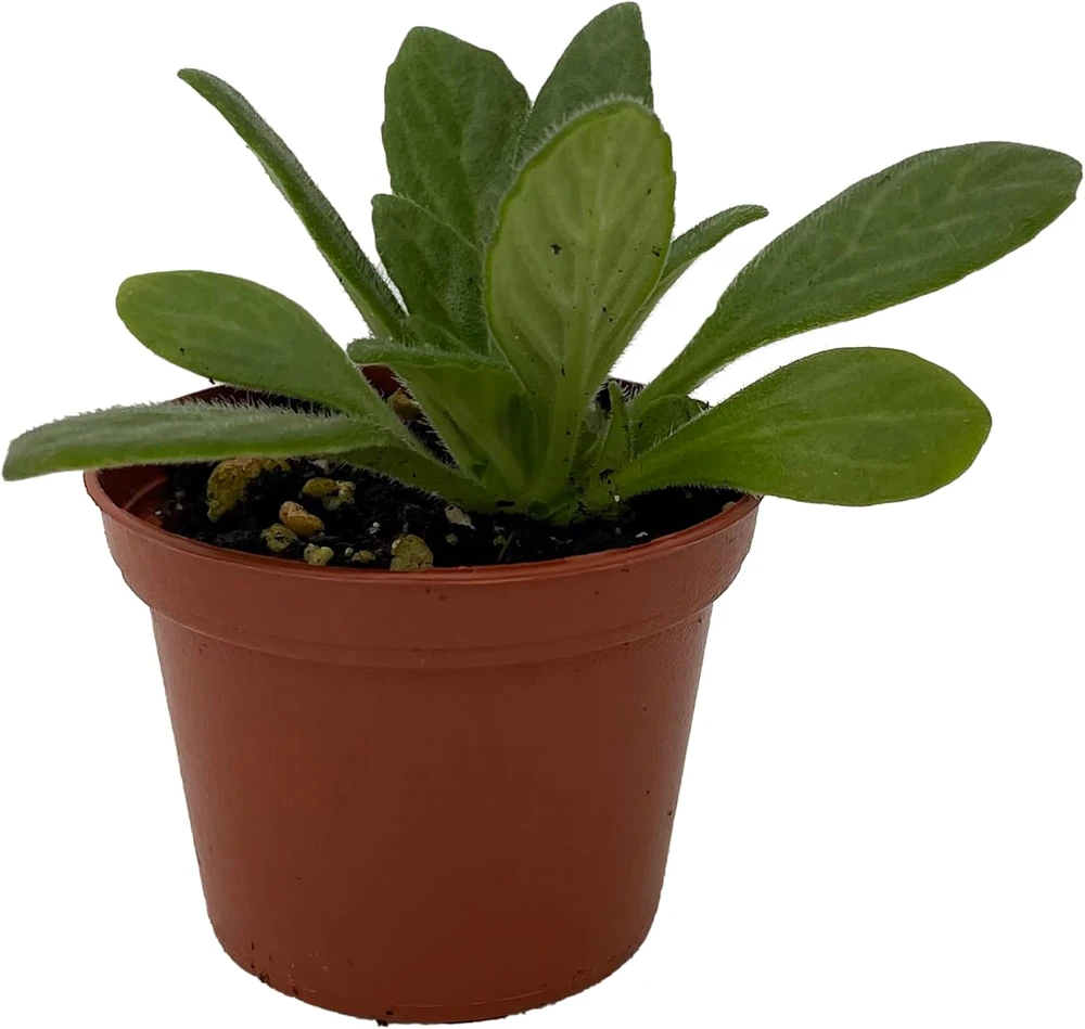 Charley Asian Violet Primulina Live Plant - 2.5 inch Pot - Indoor Flowering - Image 1